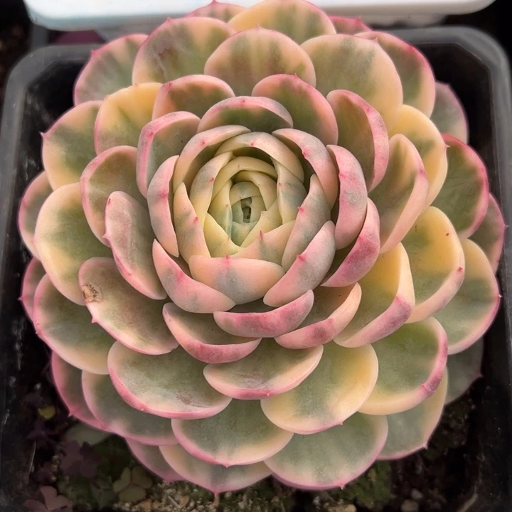 彩色绿体昂斯娜冠服14