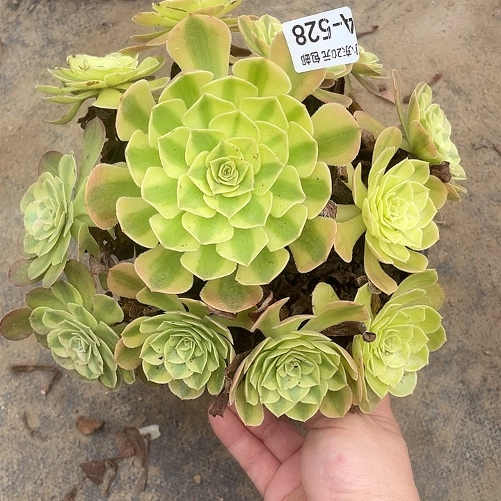 528雨荷多肉植物福利
