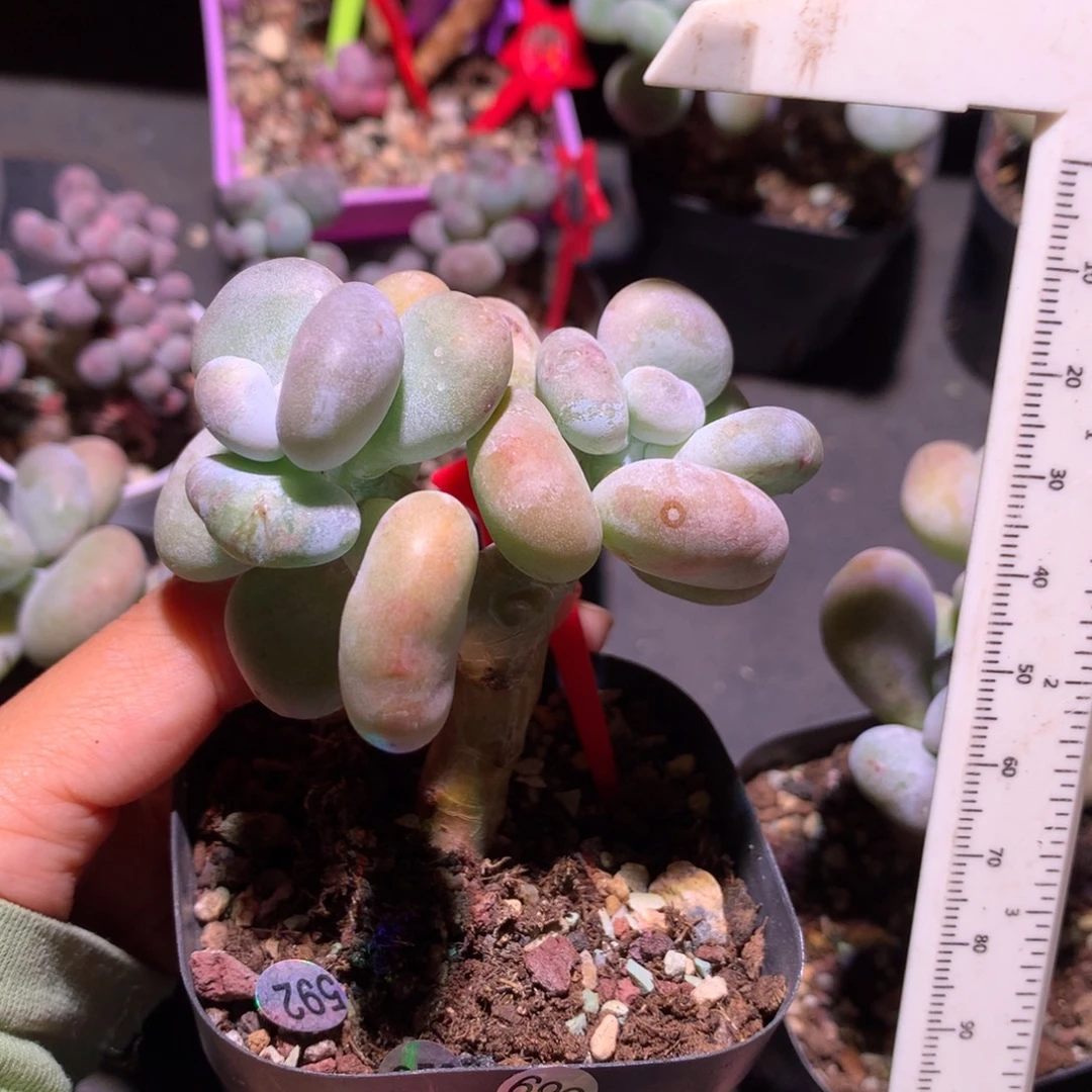 *****黄油油煎奶酪多肉哦