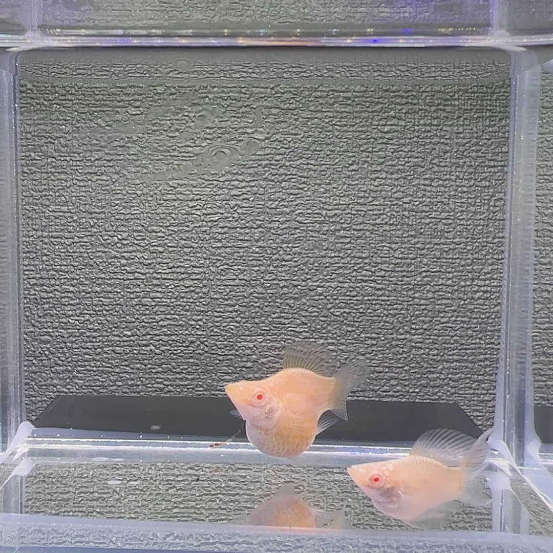 孔雀鱼白电镀巧克力