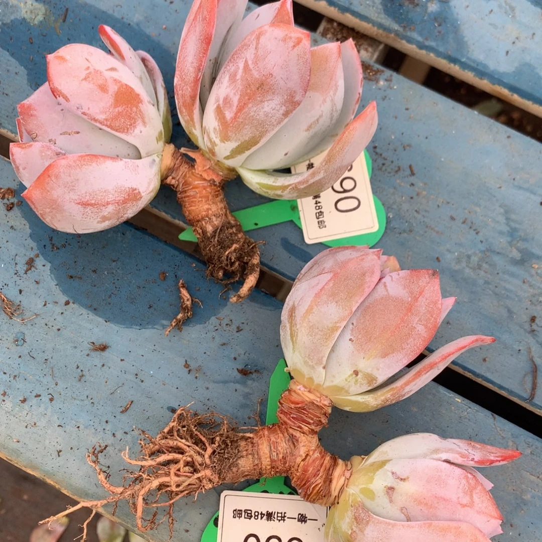 韩版奶茶老桩一物一拍690-650