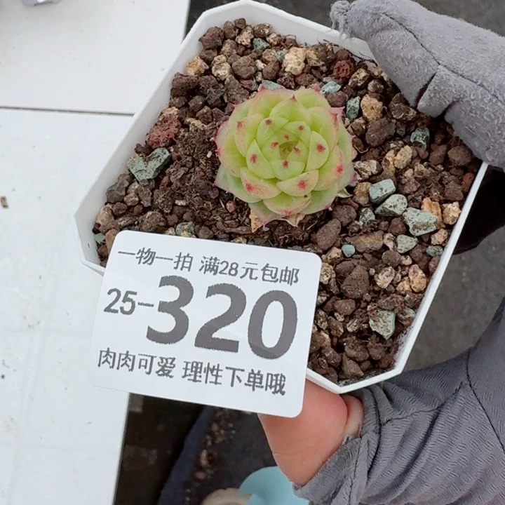 熊猫珍妮无盆土发货