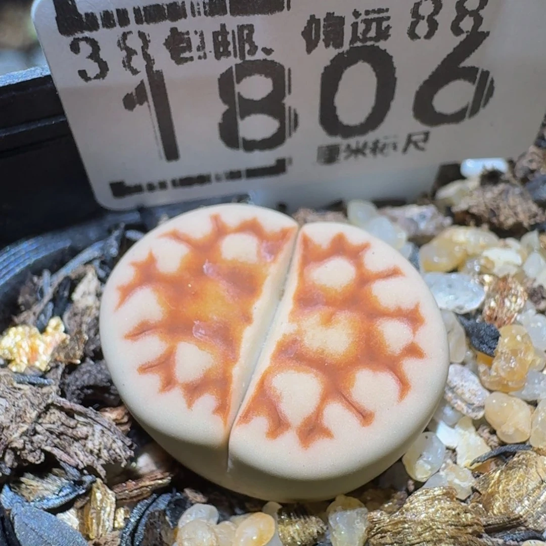 Ssss精品生石花1806