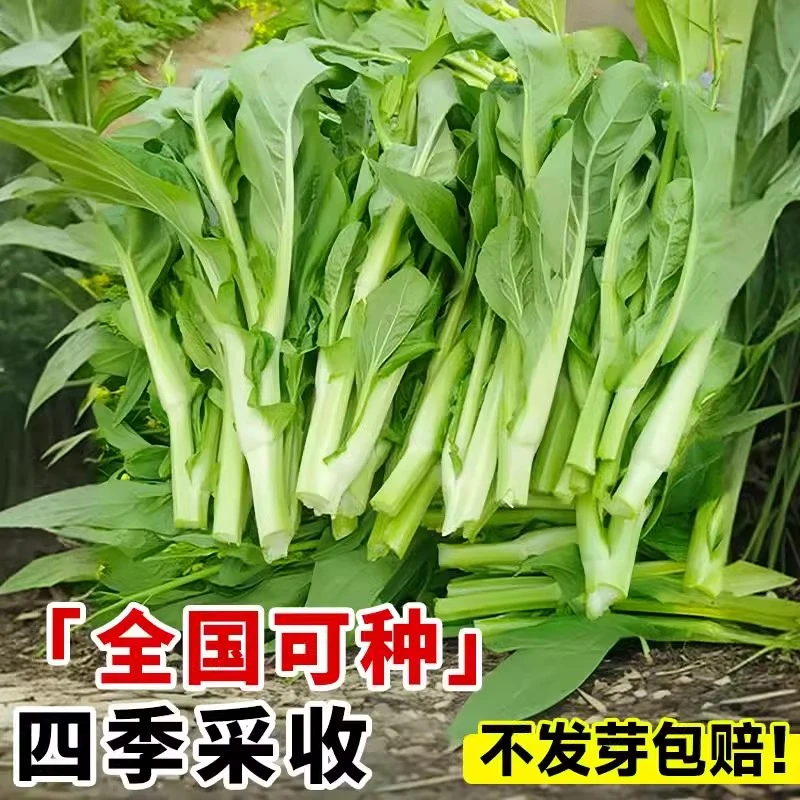 早熟白菜苔种籽白菜心种子香甜早白菜苔菜种阳台庭院蔬菜四季种植