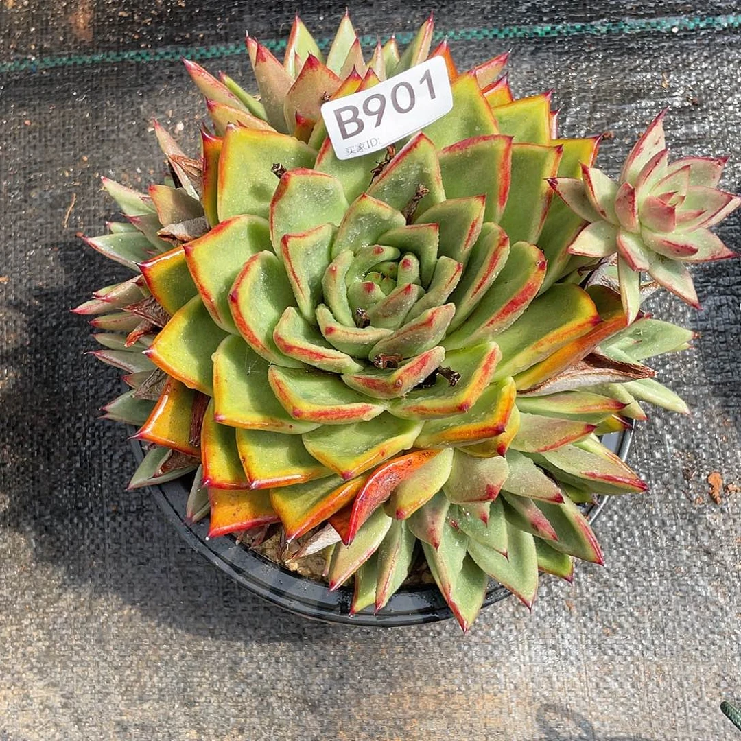 若如东云单拍B901
