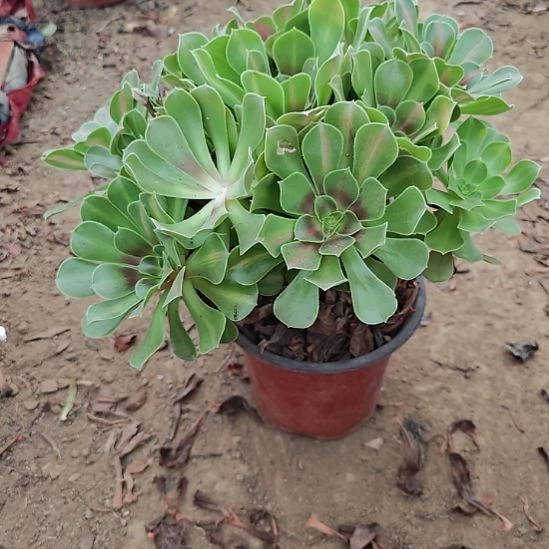 妖月中班加急发货12