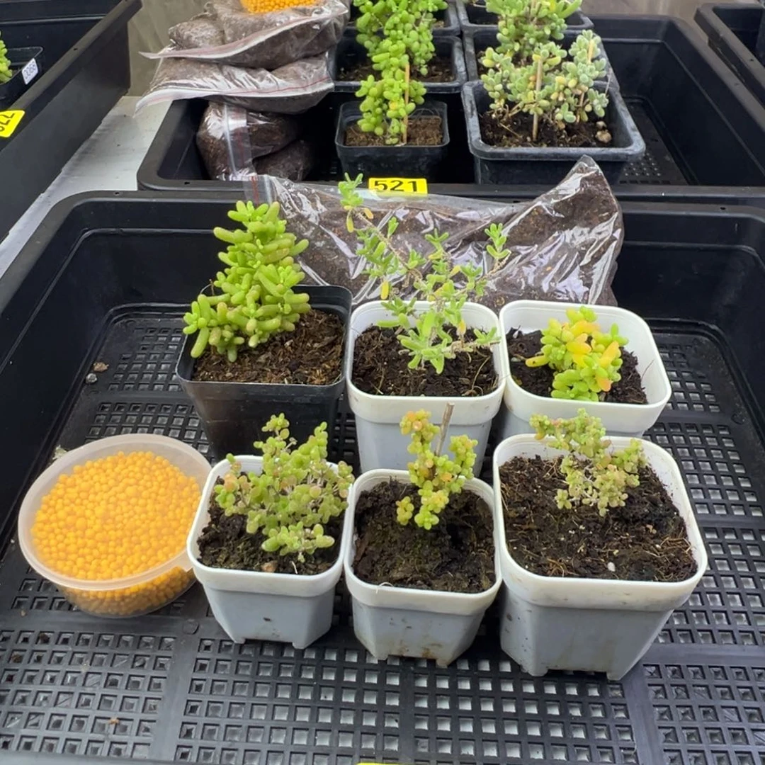 枝干番杏多肉植物531