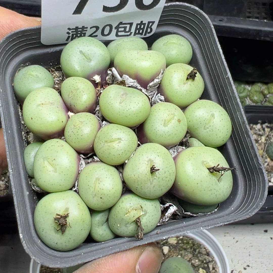 【闪购商品】 756。