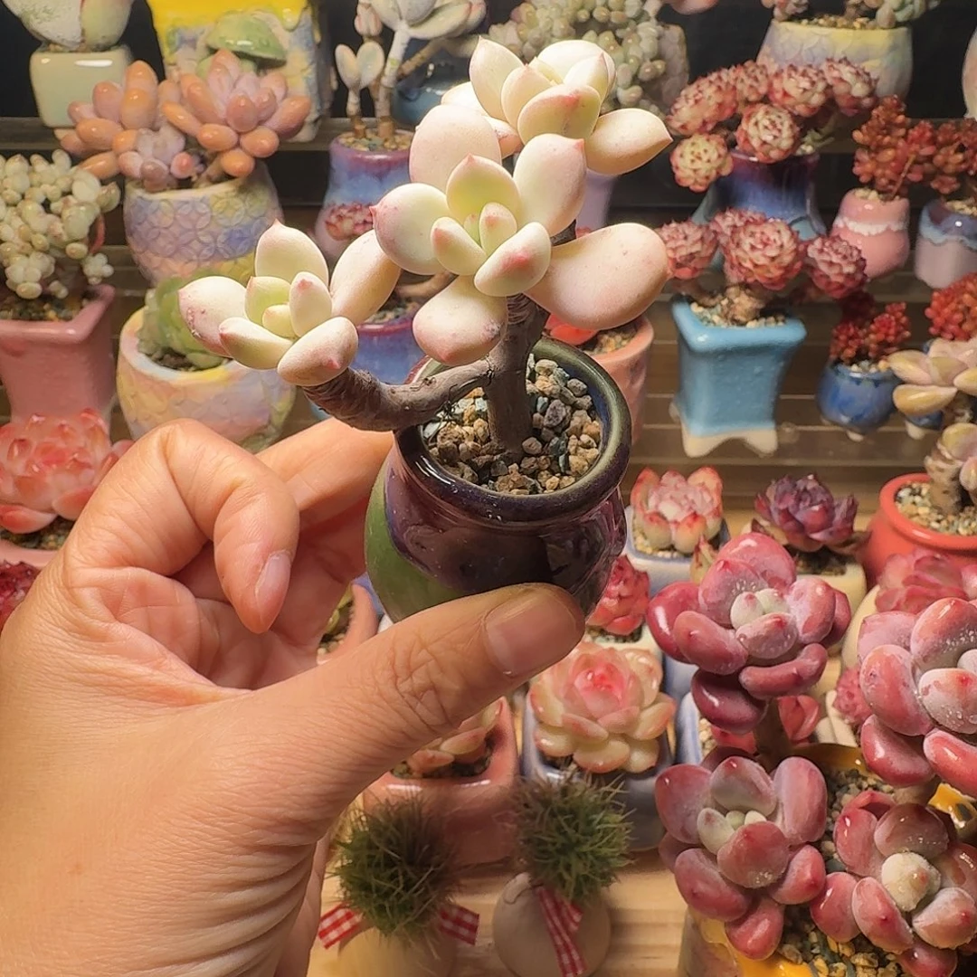 香水 多肉含盆土 一物一拍