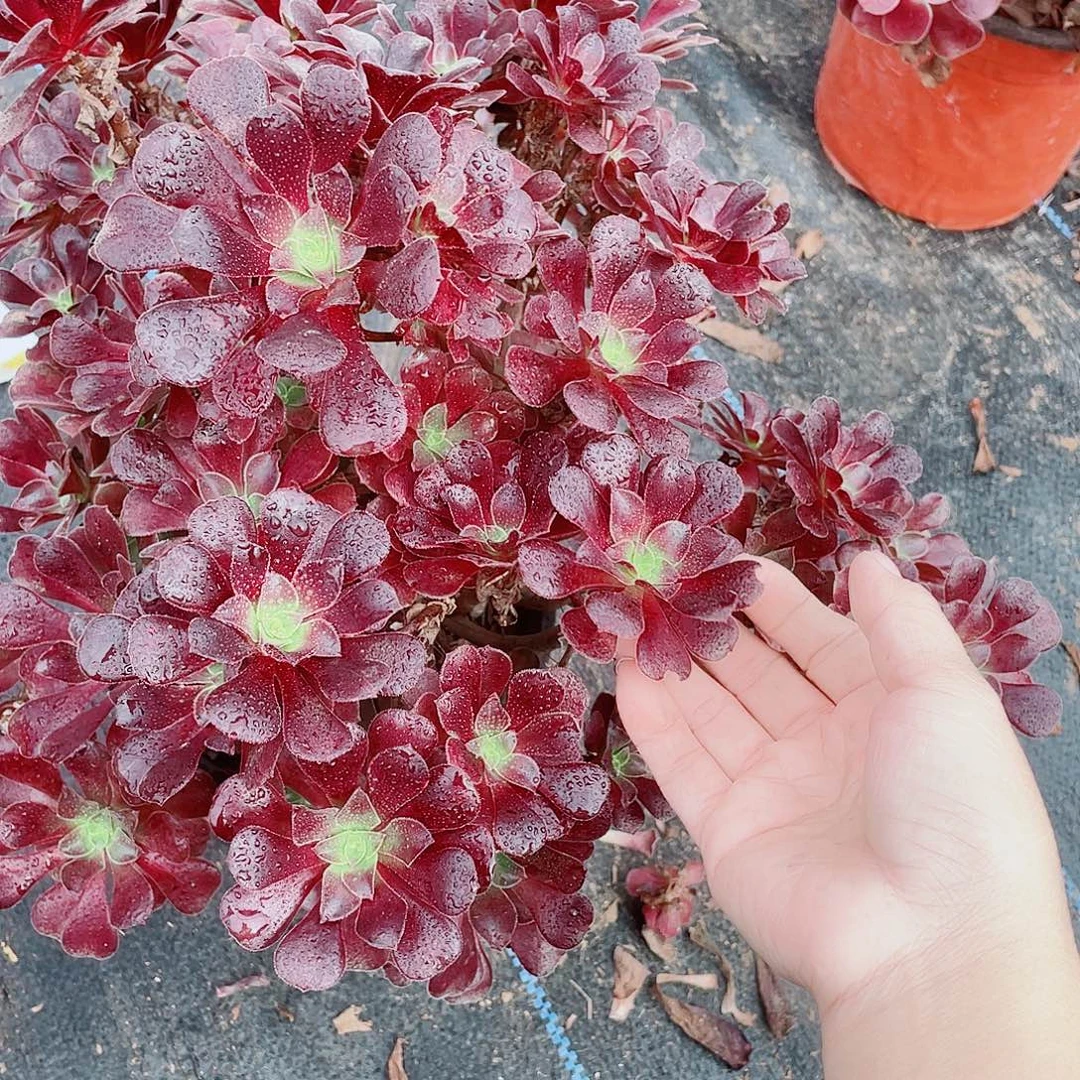 精品小朵朵玫瑰一颗30