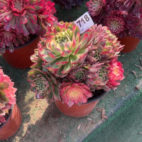 718海王手捧多肉，