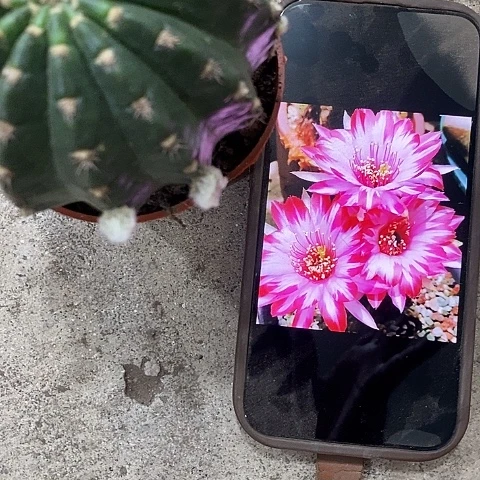 禅衣丽花，26899000