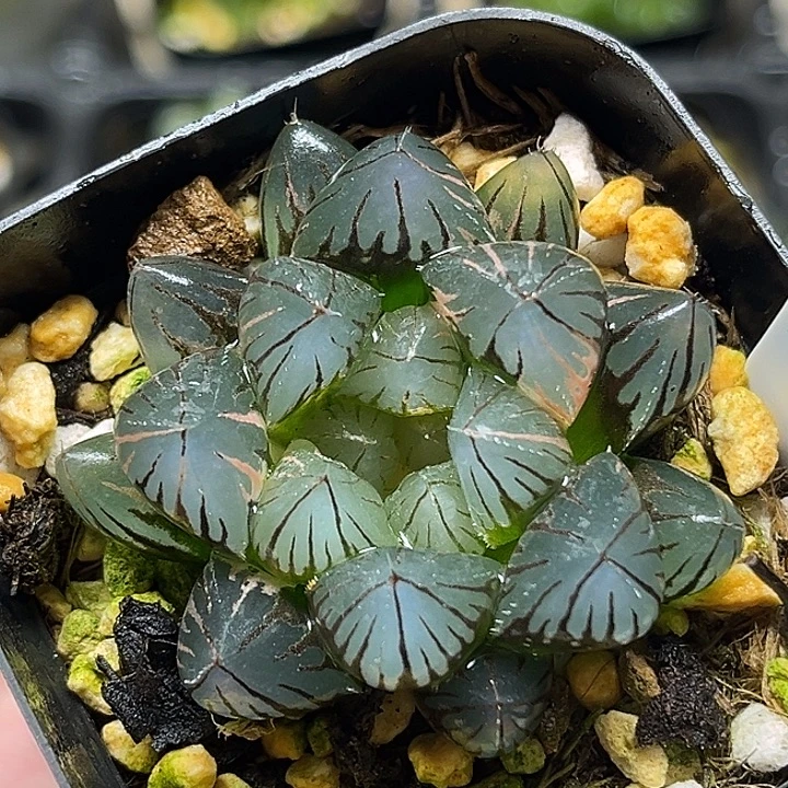 33龙爪玉露锦头家多肉十二卷