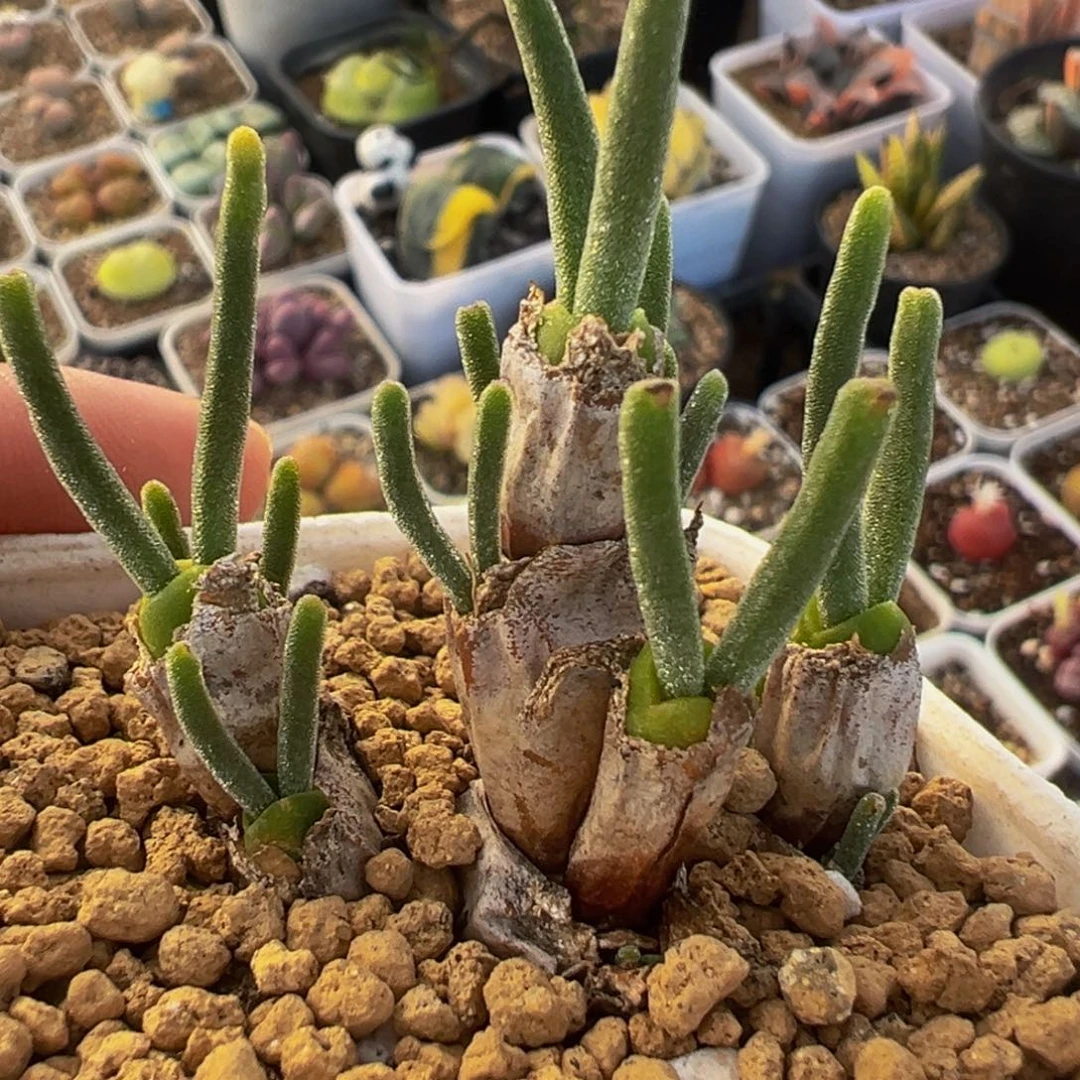 碧光环兔耳朵多肉植物