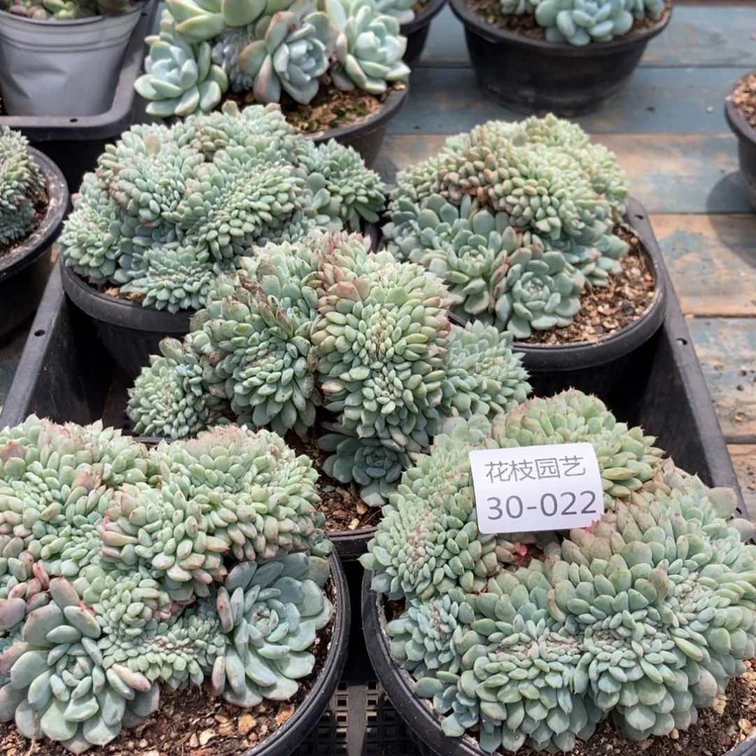 30-22白胖子缀随机