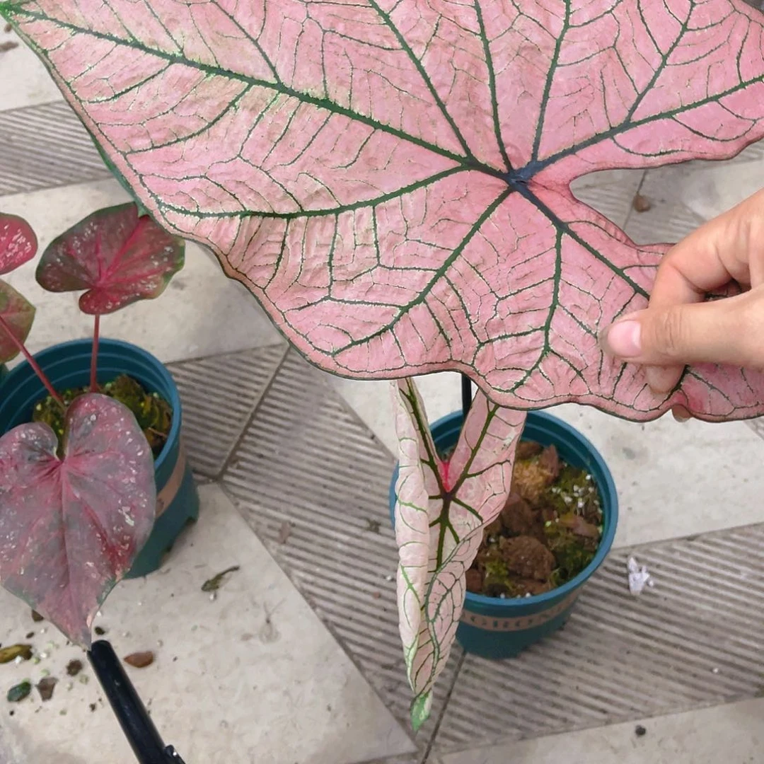 完全开放泰彩一物一拍1308