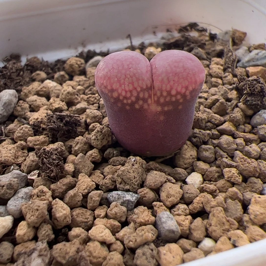 107号红风铃10,25多肉