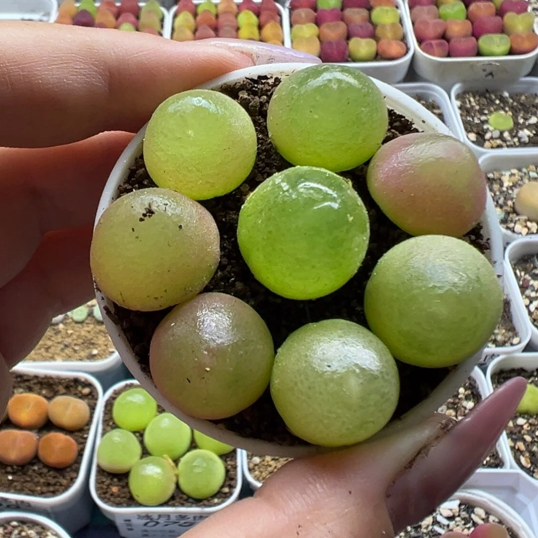 087灯泡8颗裸根发货
