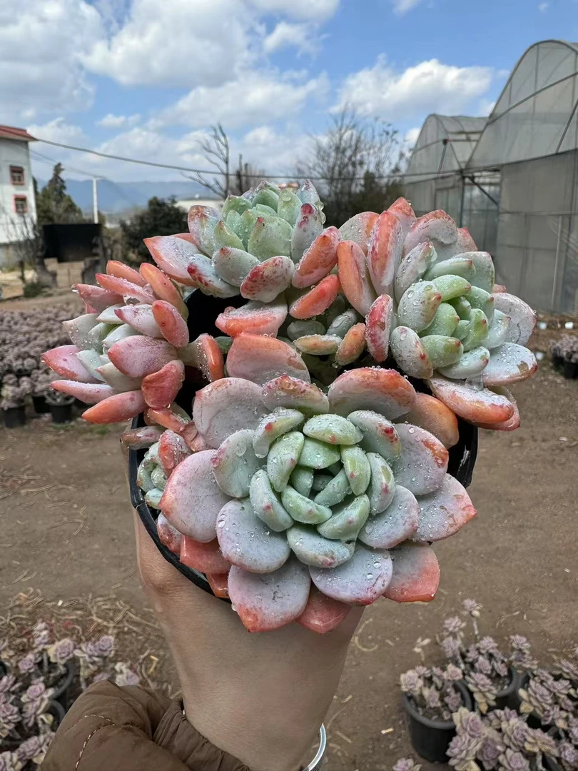 冷香多肉植物 （满18包邮）云南饭饭多肉养肉放阳台种植