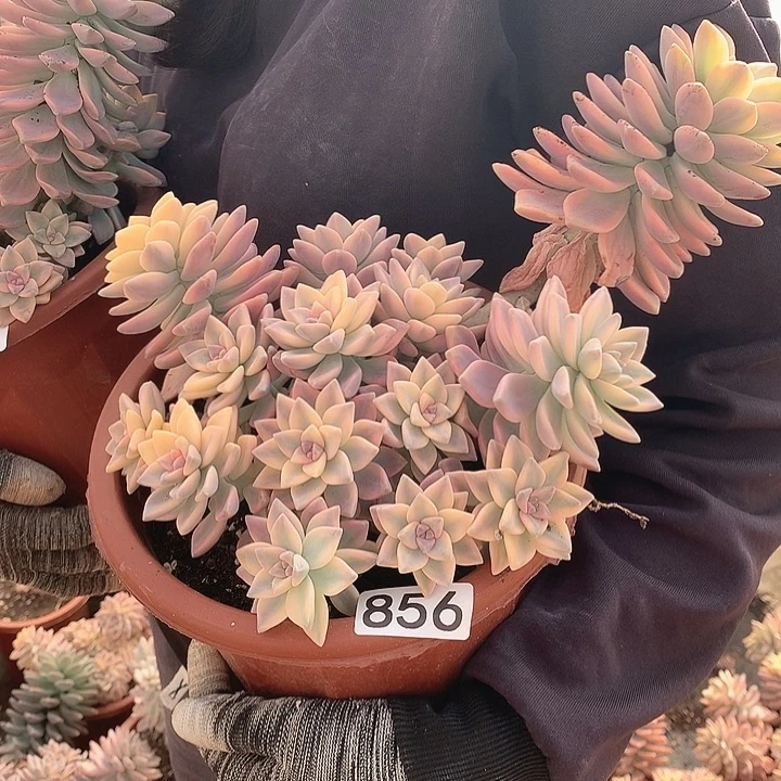 856 淡雪锦 一物一拍