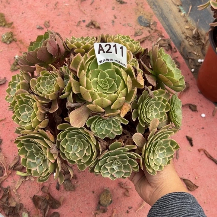 粉花妖多肉植物211.