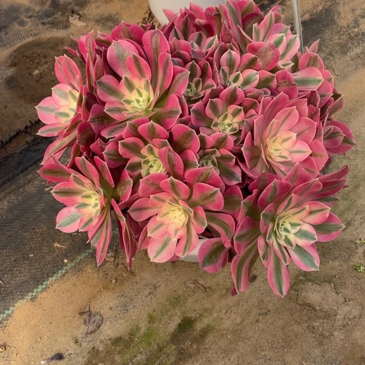 25分女法师多肉断枝不包