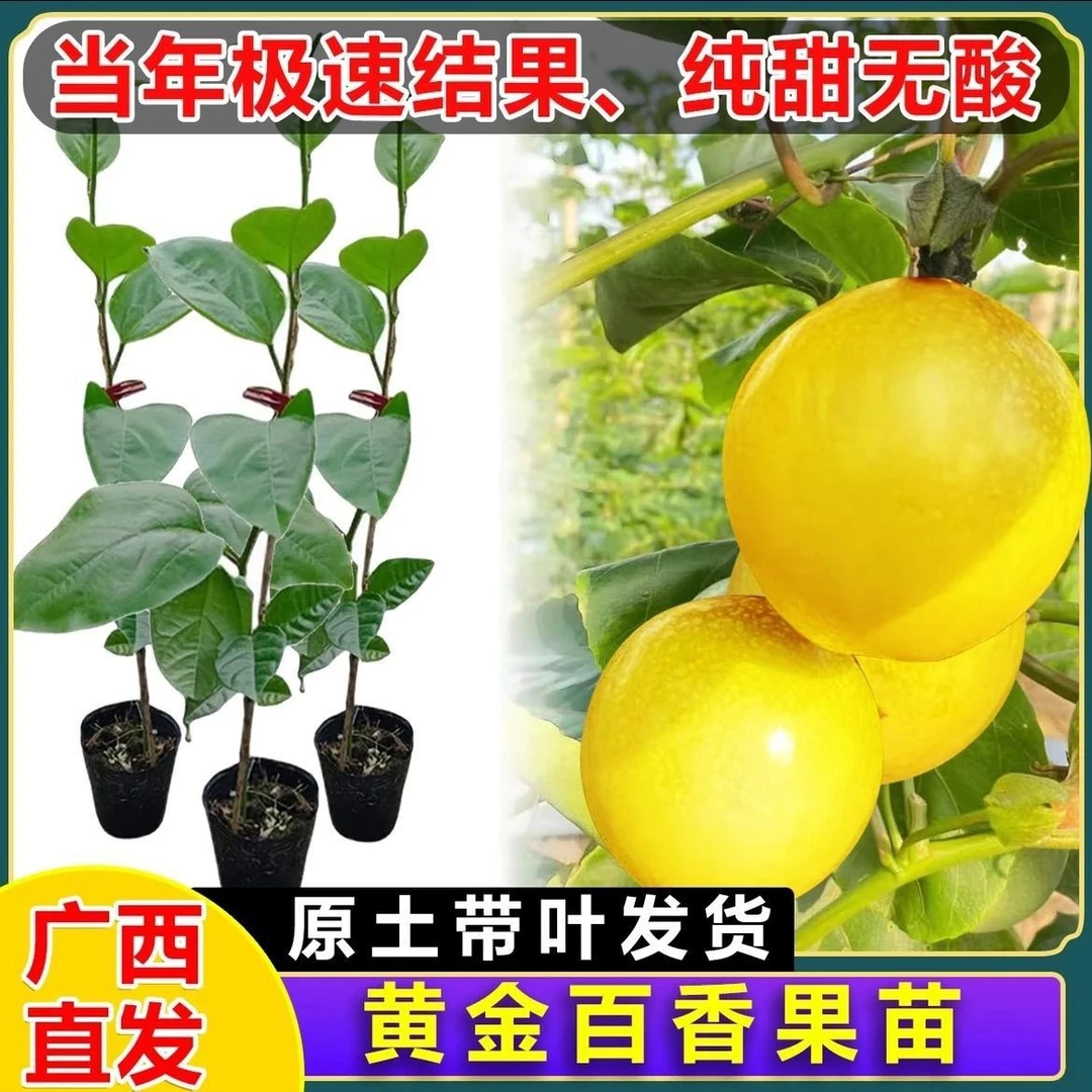 百香果嫁接苗四季爬藤当年结果庭院阳台盆栽种植