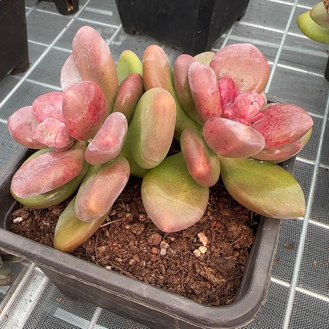 从前慢花园精选芒果奶