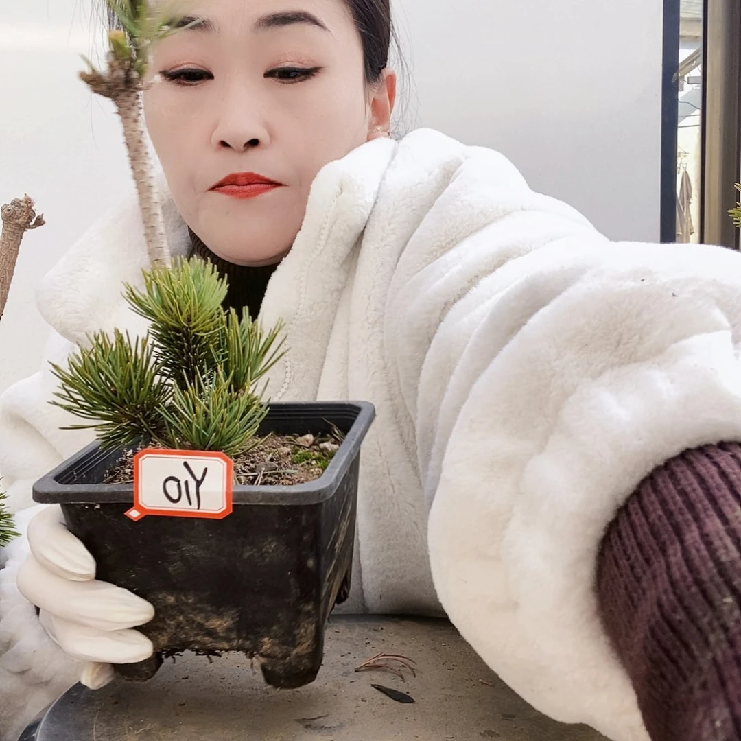 植物形态多年生草本