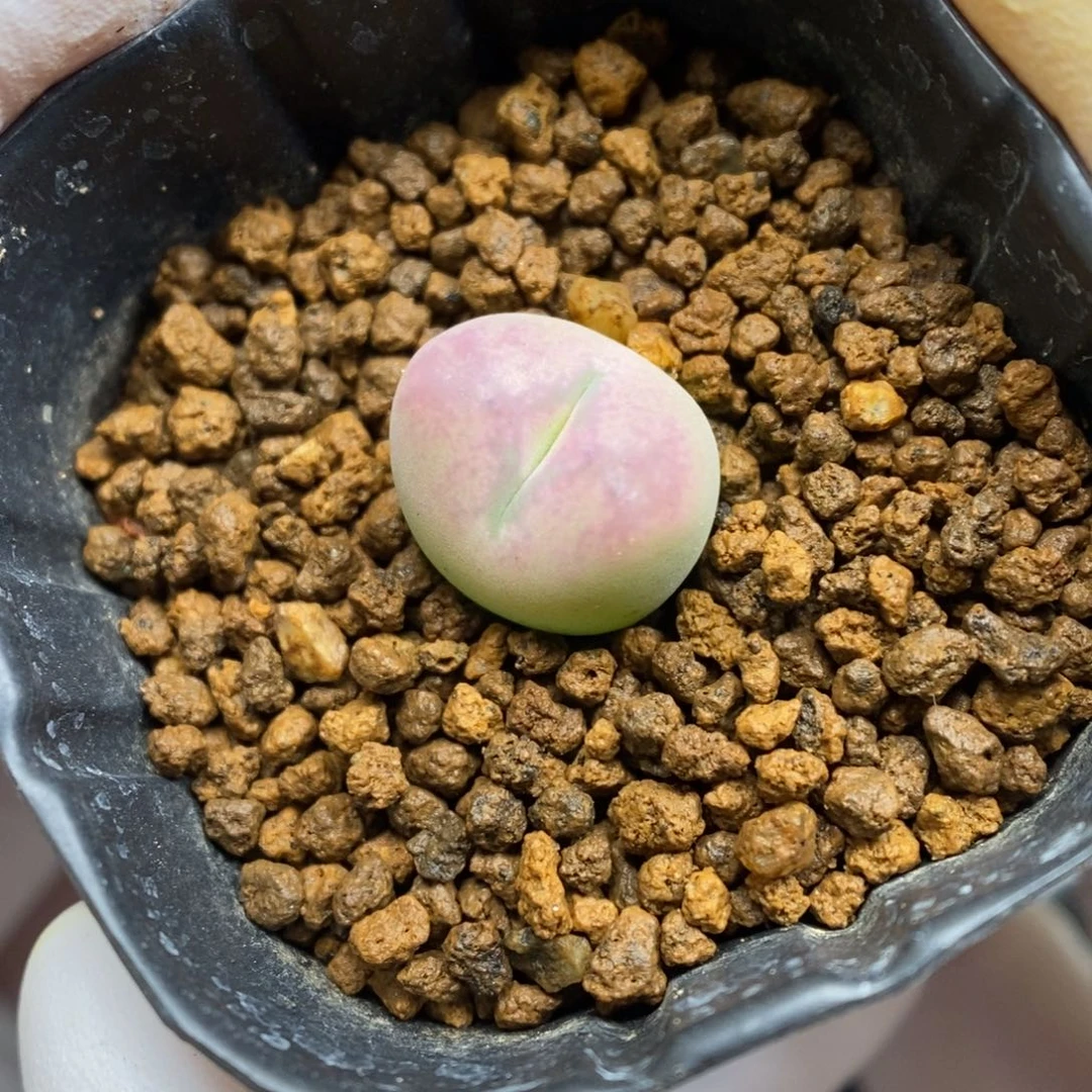 多肉植物肉锥杂交K-5250