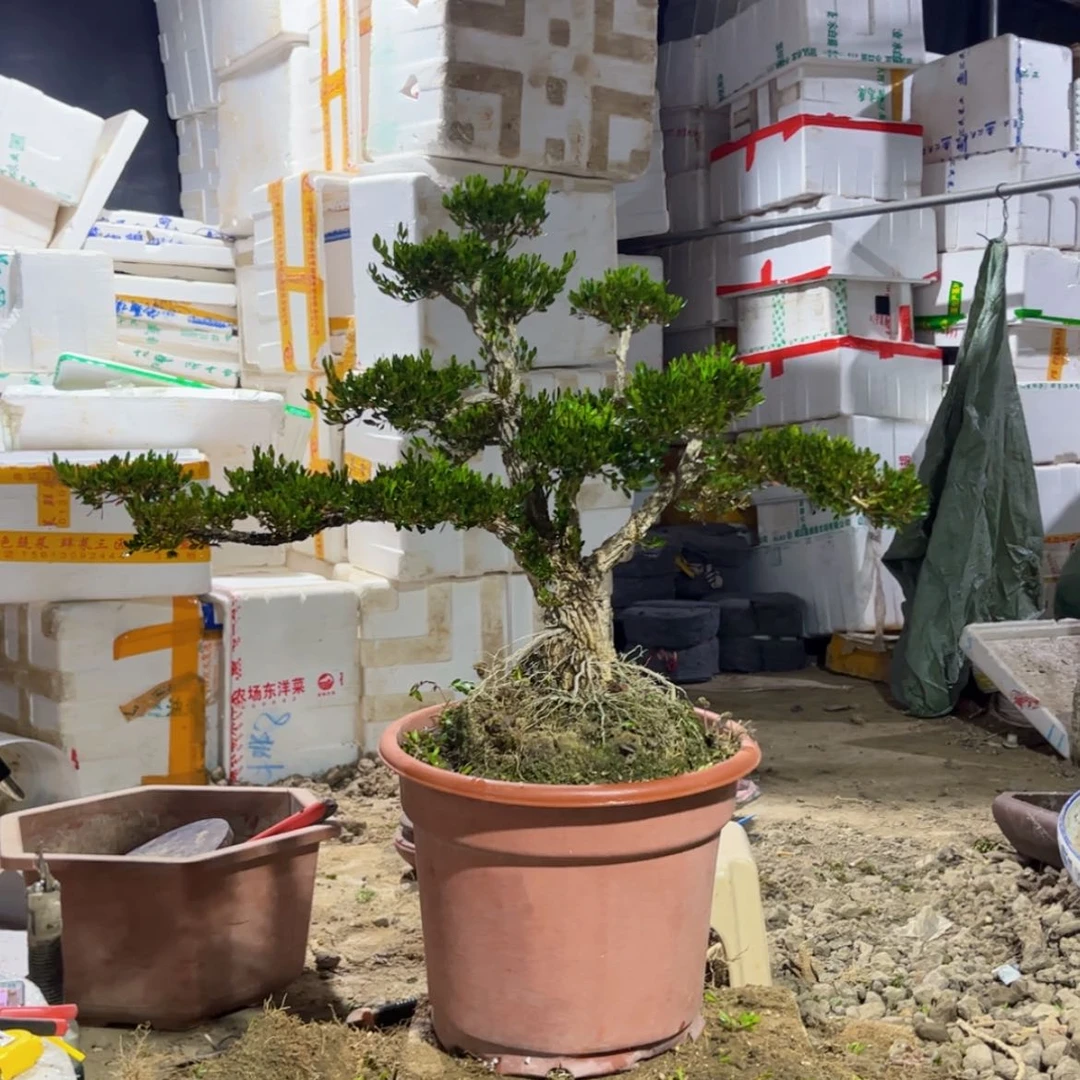 【闪购商品】广东少舌黄杨盆景c****织