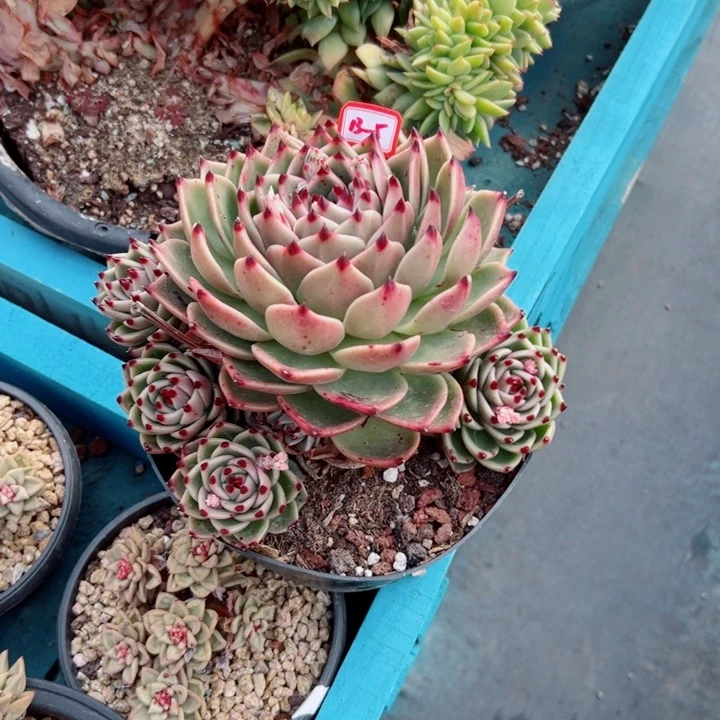 精品多肉植物老桩