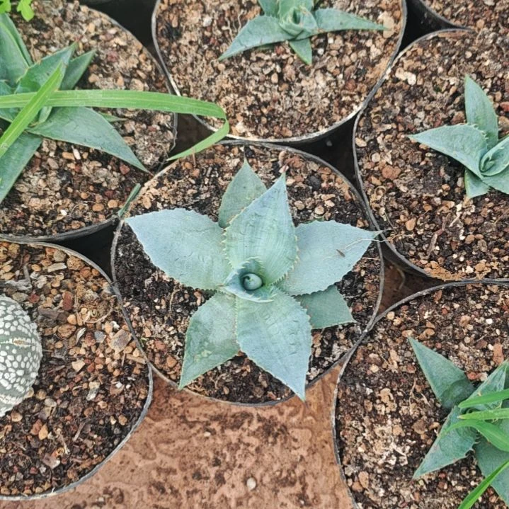 圆叶不知名精品龙舌兰