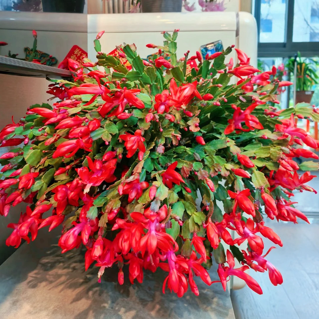 红色蟹爪兰花苗带原土带花苞阳台室内植物盆栽花卉耐旱好养易活