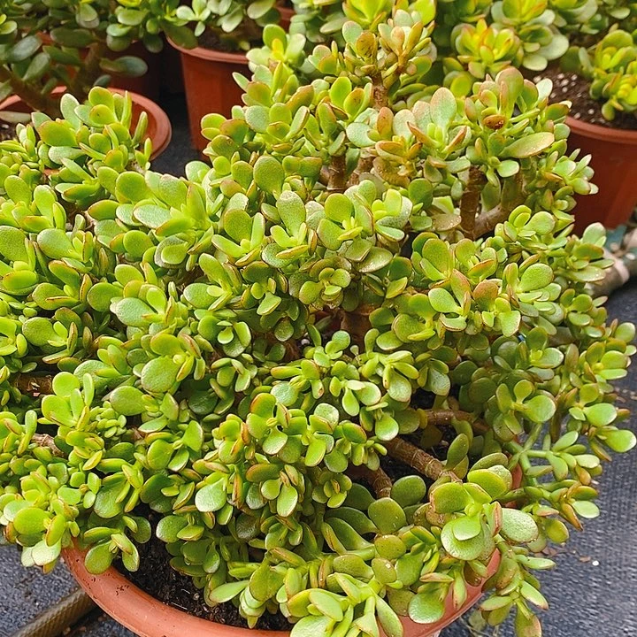 姬红花月一物一拍多肉植物