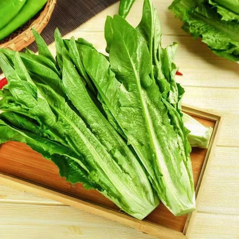 油麦菜 约350g