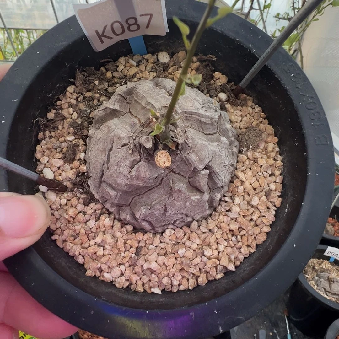 多肉植物专拍 一物一拍 南非龟甲龙087