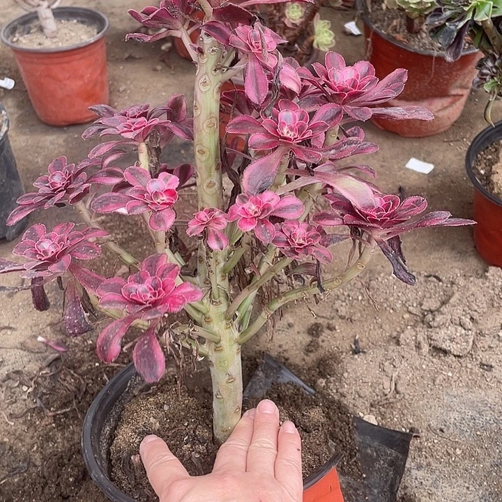 533香奈儿多肉植物福利