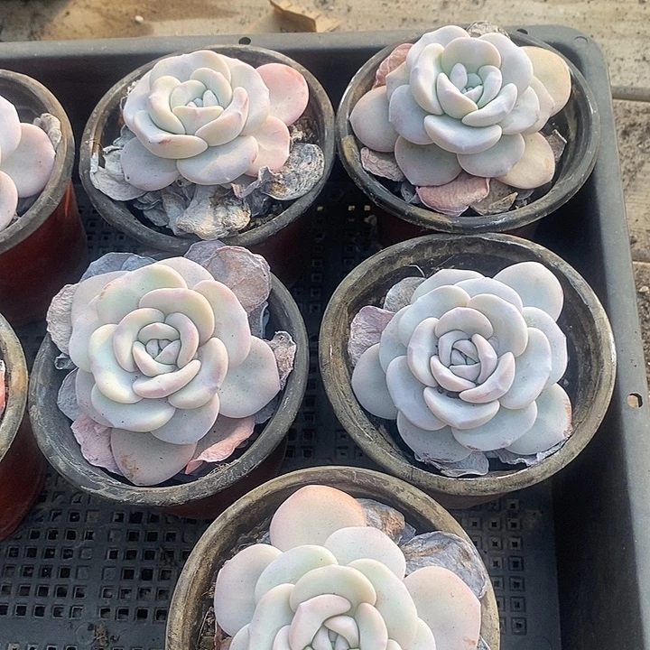 叶***优无花朵1631号一物一拍雪莲