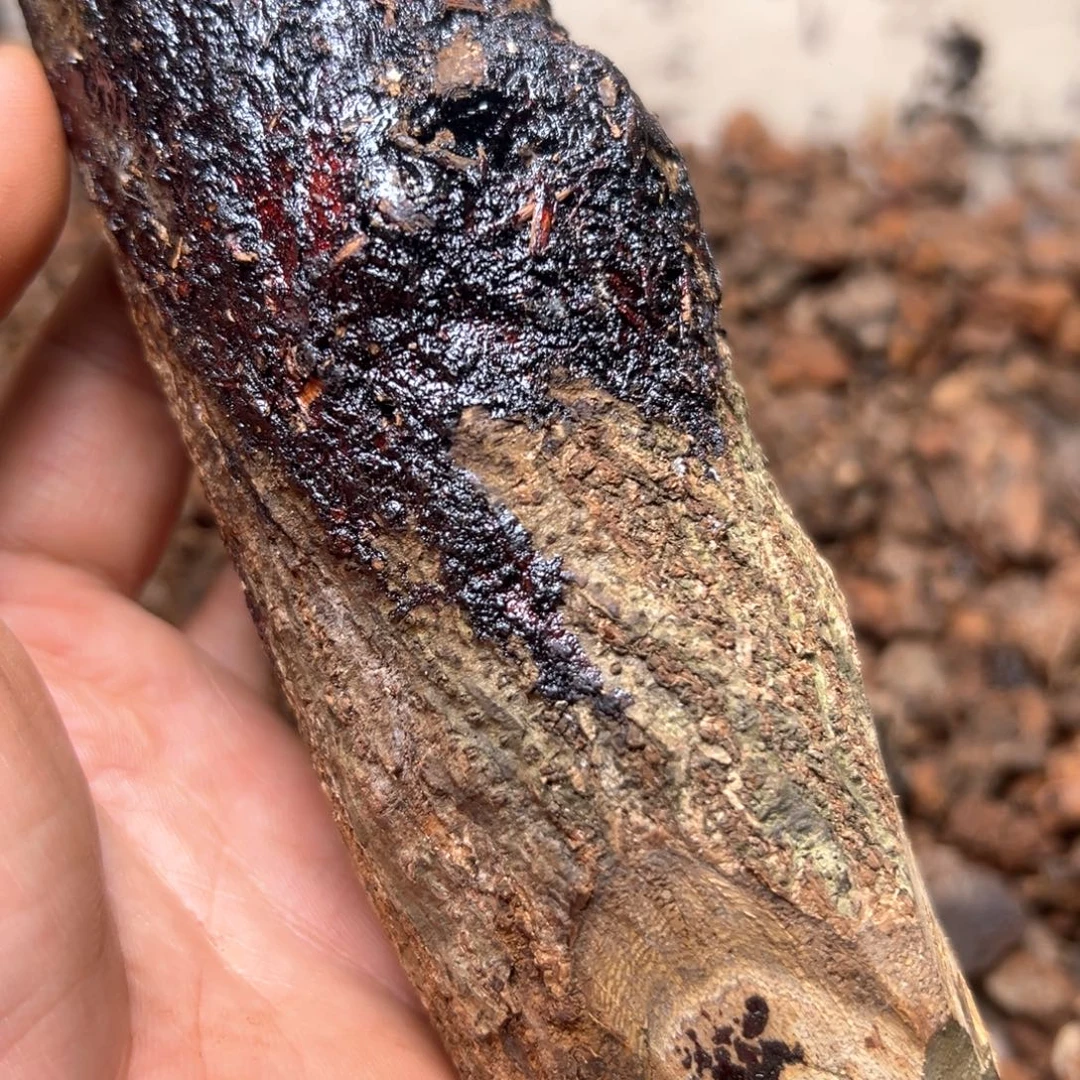 奇***了香榧木海南十亩香油膏料标本