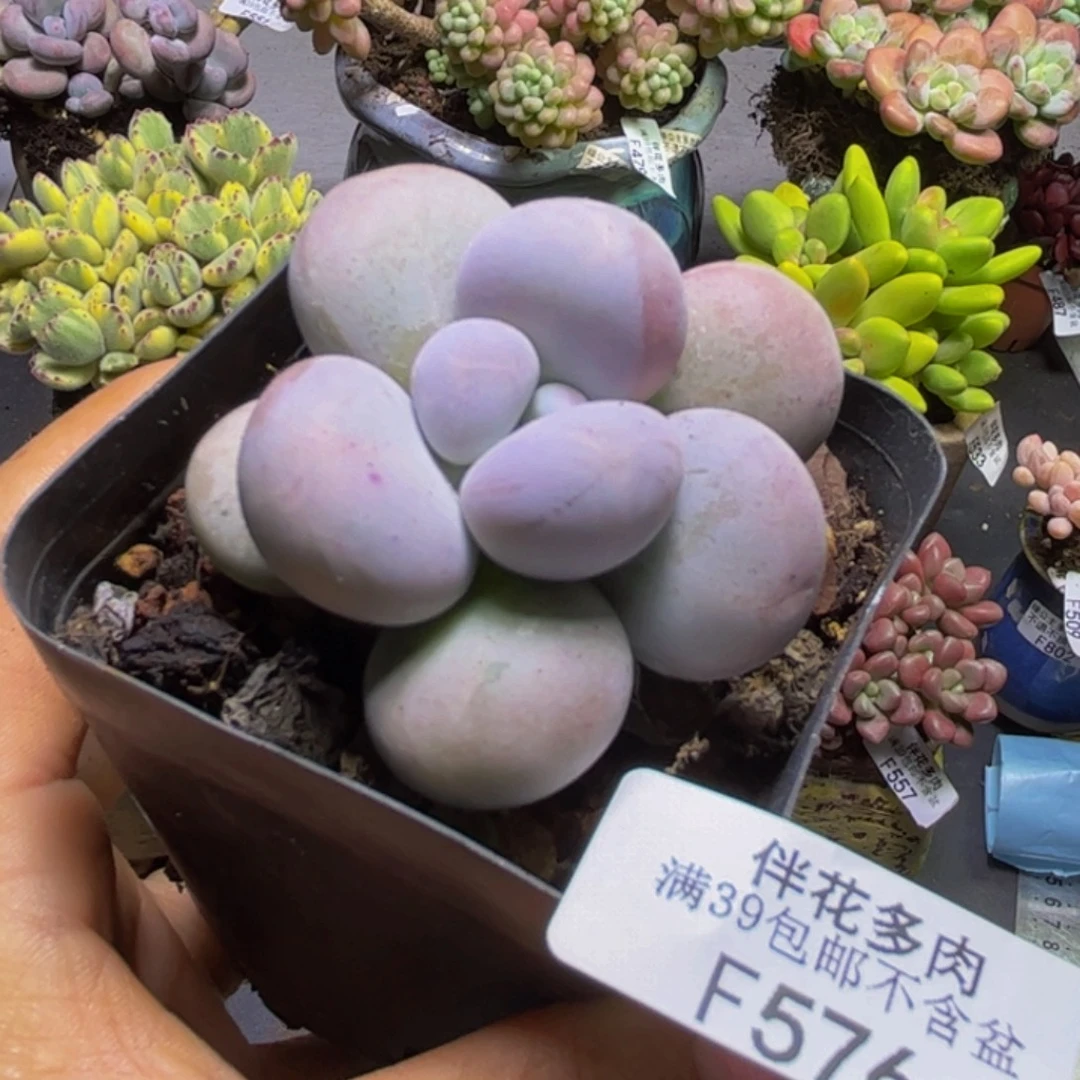 芭比奶酪576/5cm多肉