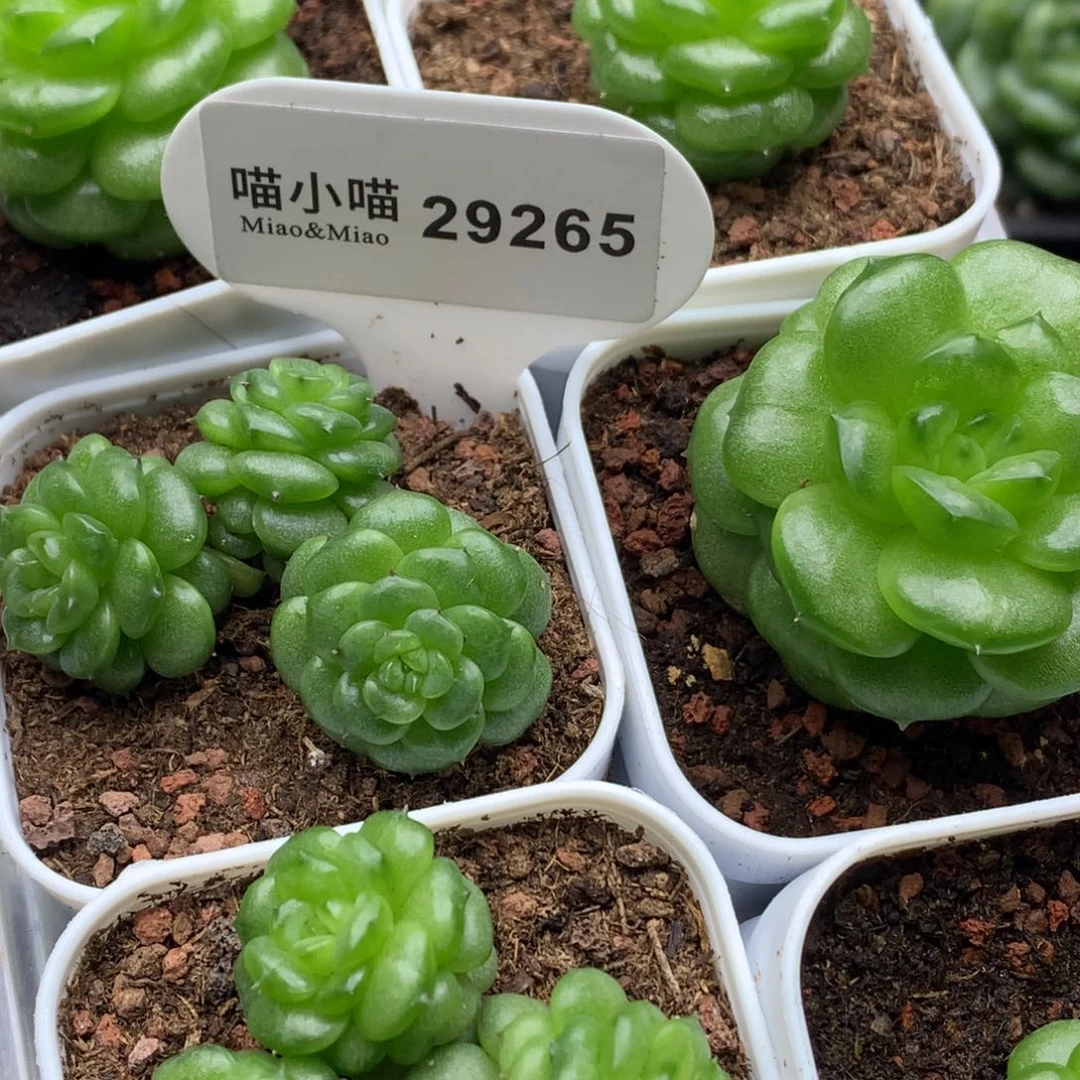 雨***汾多肉植物杂交珍妮