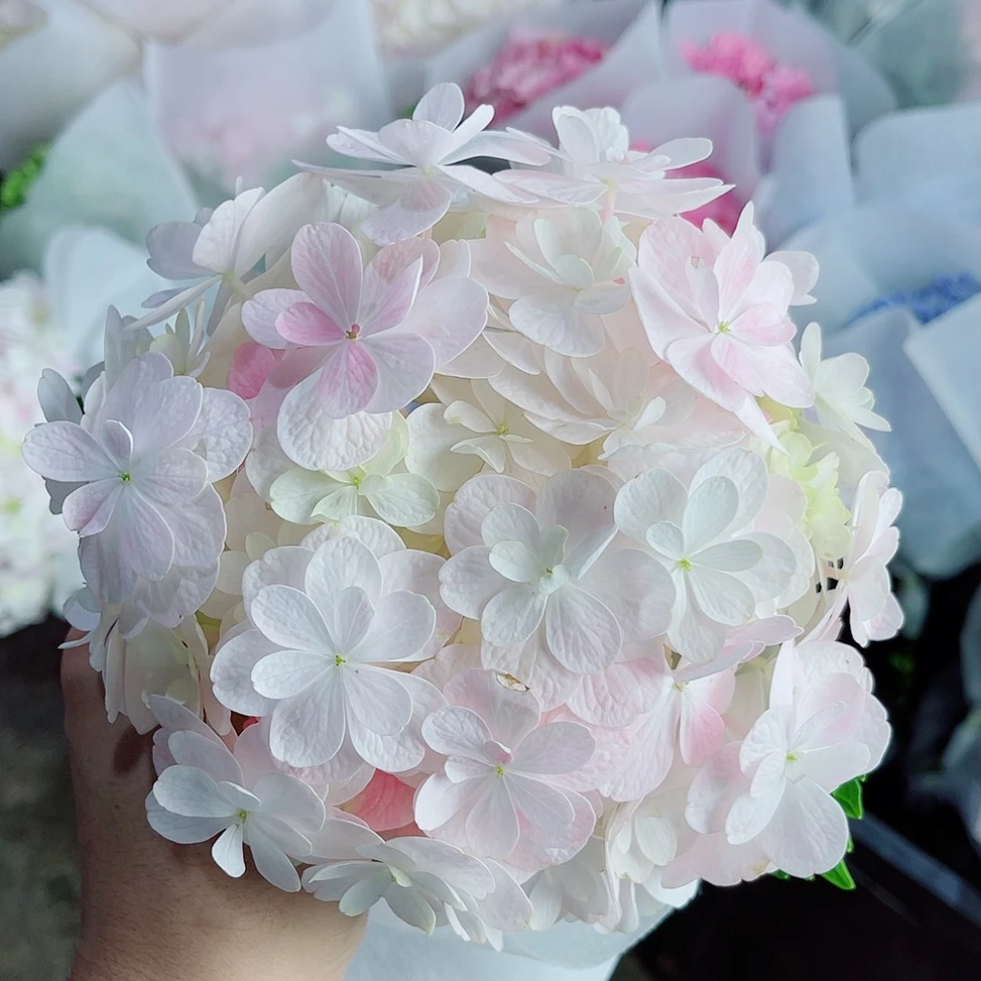 完全开放稀有绣球花103短腿