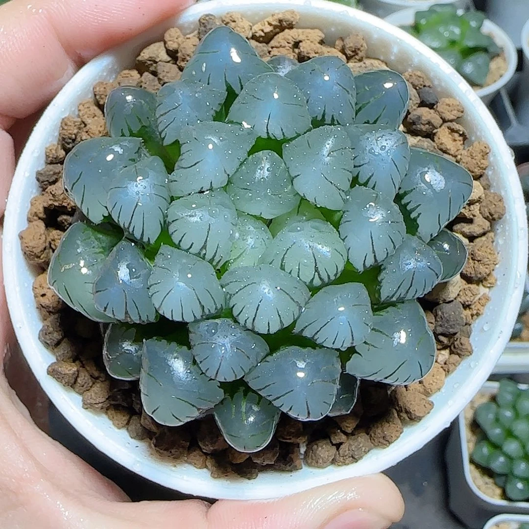 万象盆冰灯原盆原土发货