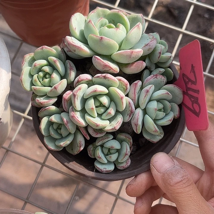 晨语多肉，一物一拍249香草