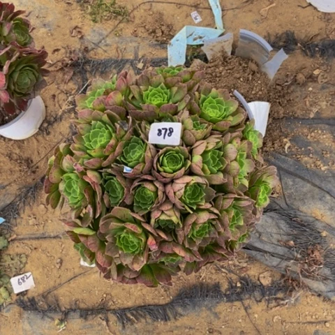 绿体万圣节朵朵多肉878多肉