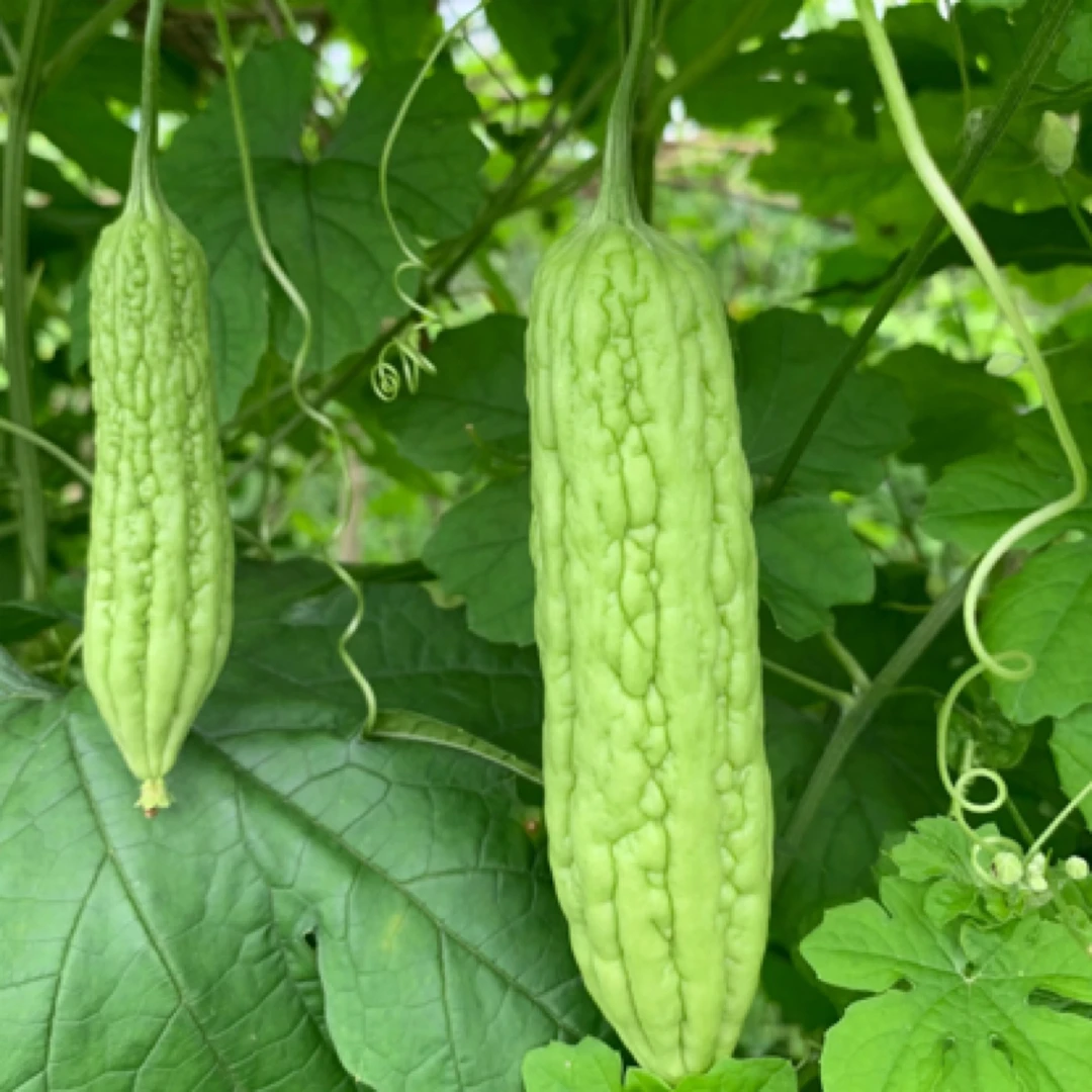 【顺丰包邮】农家露天苦瓜现摘现发（农村自己种的苦瓜个头有大有小）