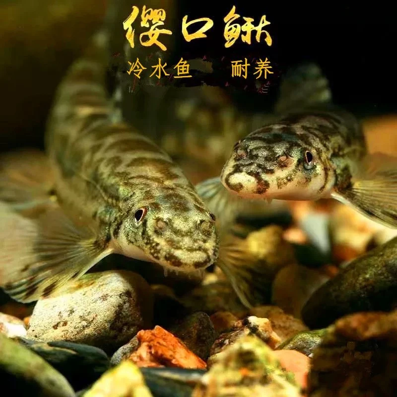 超大缨口鳅清理褐藻溪流原生鱼冷水淡水鱼工具鱼底层鱼耐养耐活