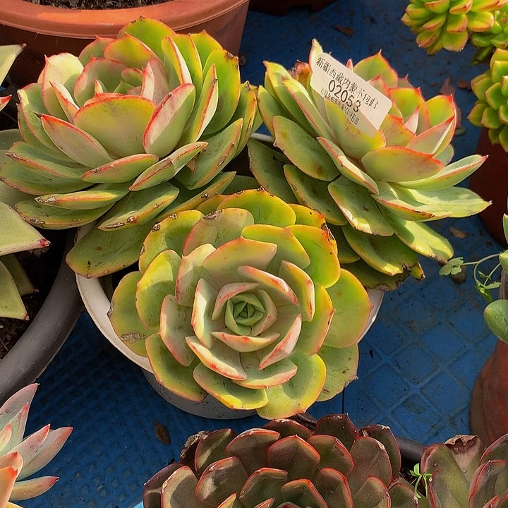 思***恋白雪公主02053吨肉富有