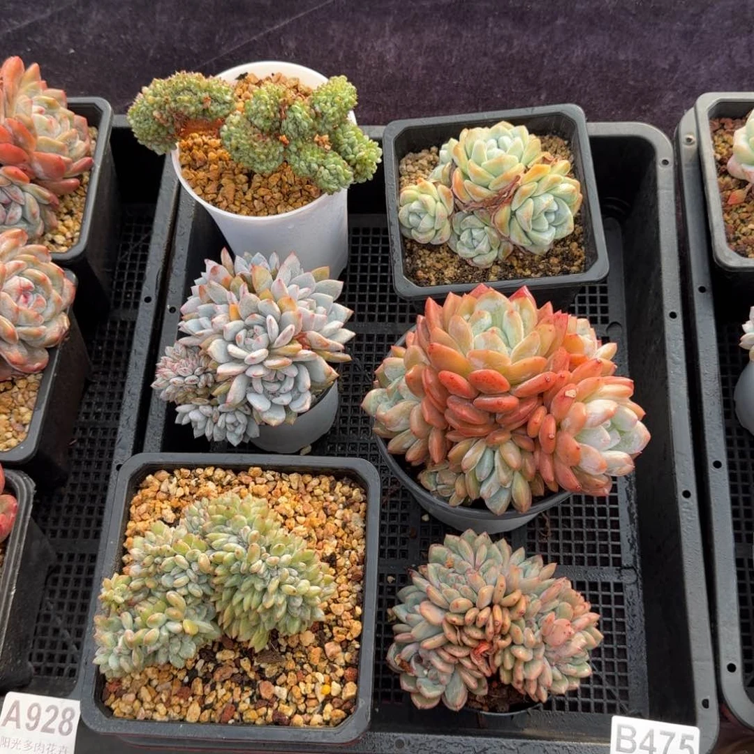 6颗一起一物一拍的